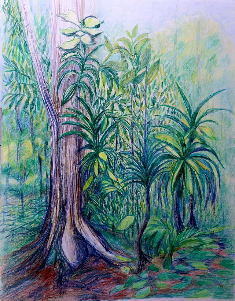 Tropical Forest-SOLD